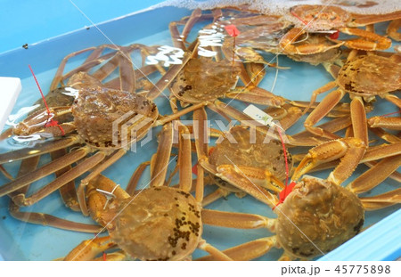 松葉 松葉 45775898