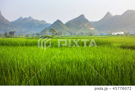 Asian rice field with karst rocks in Guangxi China 45776072
