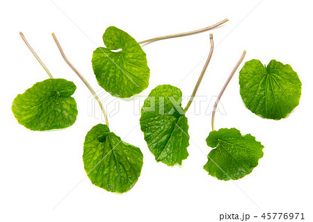 わさびの葉 45776971