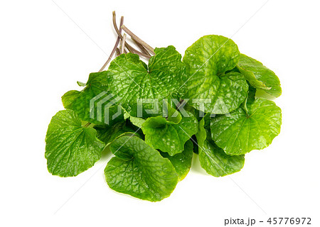 わさびの葉 45776972