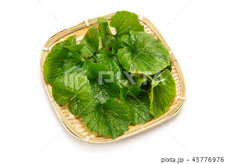 わさびの葉 45776976