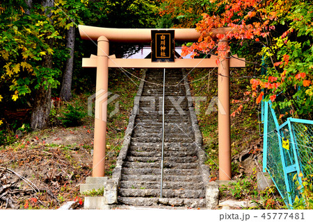札幌白川神社の鳥居 45777481
