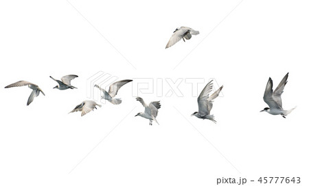 Flock of birds flying isolated 45777643