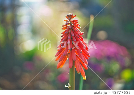 赤いトリトマの花 赤いトリトマの花 45777655