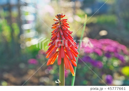 赤いトリトマの花 赤いトリトマの花 45777661