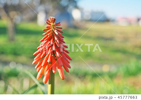 赤いトリトマの花の写真素材