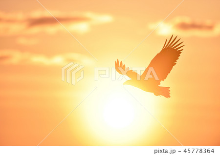 早朝の太陽とオジロワシ（北海道・羅臼） 45778364