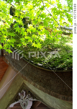 青もみじ 45778389