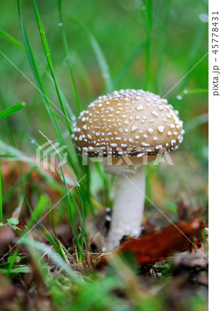 A young Amanita Pantherina 45778431