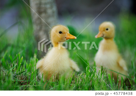 Small duck on a green field 45778438