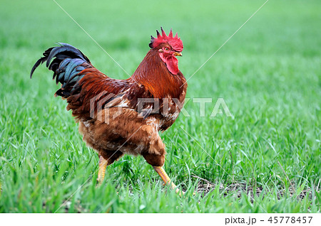 Cock Cock 45778457