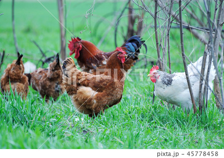 Rooster 45778458