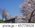 桜 45779026