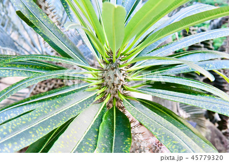 アアソウカイ　亜阿相界 45779320