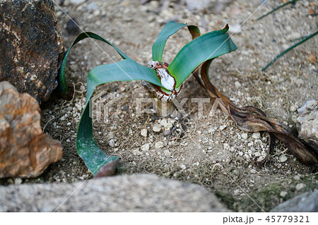 世界三大珍植物 キソウテンガイ 寿命1000年以上の写真素材