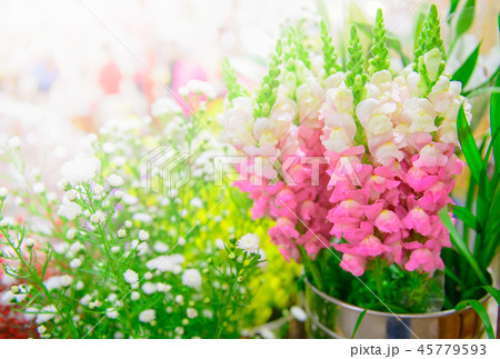 pink Snapdragon flower in stainless pot 45779593