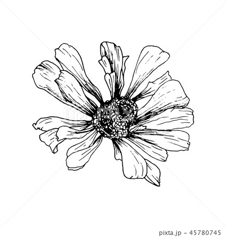 Hand-drawn Helenium Autumnale Flower Sketch. Isolated Vector Design Element for Engraving or Etching Hand-drawn Helenium Autumnale Flower Sketch. Isolated Vector Design Element for Engraving or Etching 45780745