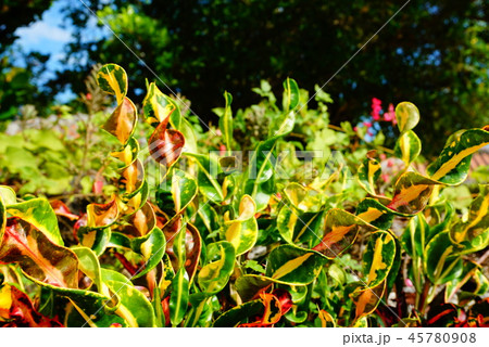 クロトン 45780908