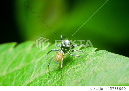 spider in nature 45783060