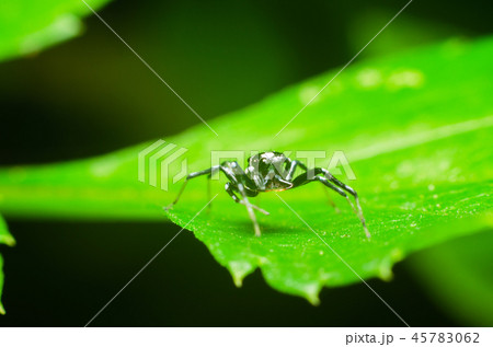 spider in nature 45783062