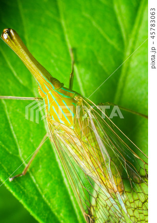 closeup photo of insect in the nature 45783063
