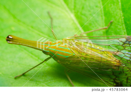 closeup photo of insect in the nature 45783064