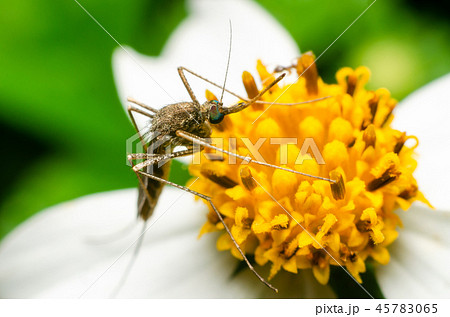 mosquito on flower in the nature 45783065