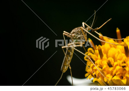 mosquito on flower in the nature 45783066