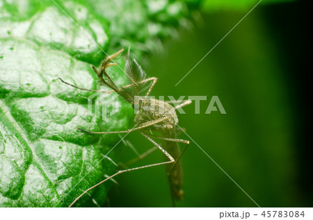mosquito on green leaf in the nature mosquito on green leaf in the nature 45783084