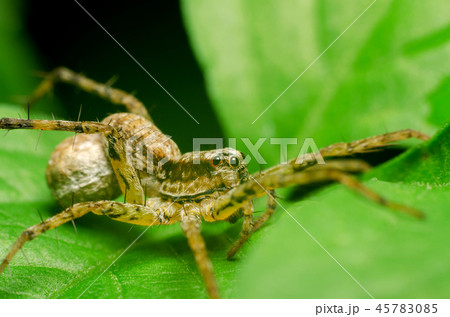 spider in nature spider in nature 45783085