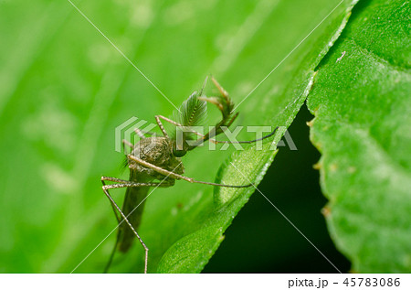 mosquito on green leaf in the nature mosquito on green leaf in the nature 45783086
