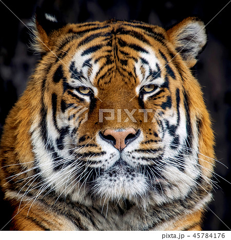 Tiger portrait on black background 45784176