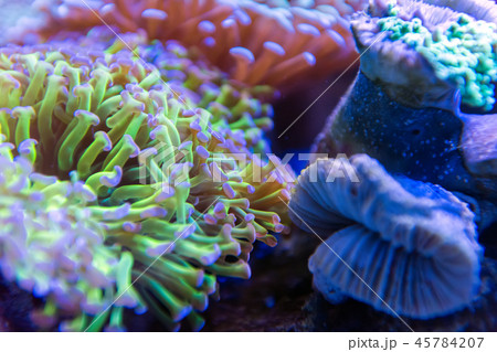 Underwater world fish aquarium Underwater world fish aquarium 45784207