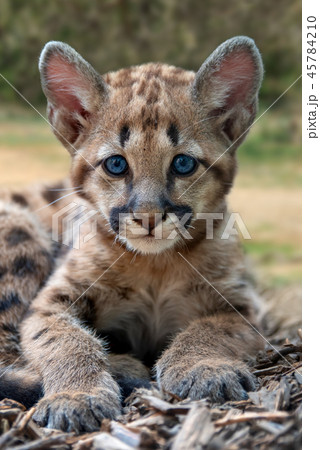 Baby cougar, mountain lion or puma 45784210