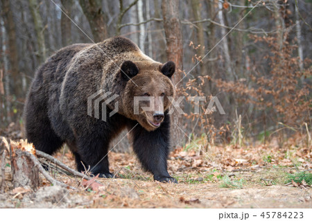 Bear in autumn forest Bear in autumn forest 45784223