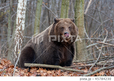Bear in autumn forest 45784230
