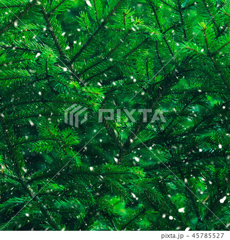 Green fir tree winter christmas background 45785527