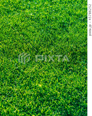 Green grass textured background. Daylight Green grass textured background. Daylight 45786252