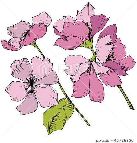 Vector. Appe blossom flowers. Pink and green engraved ink art. I Vector. Appe blossom flowers. Pink and green engraved ink art. I 45786356