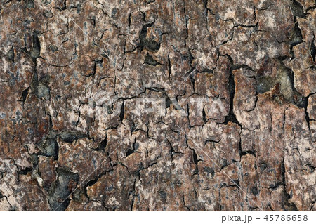 close up of old tree bark texture background. 45786658