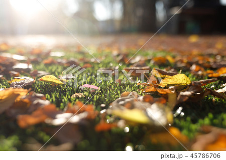 fallen autumn yellow leaf against the sun 45786706