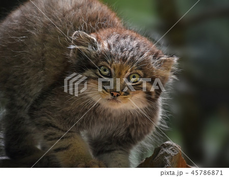 Close up portrait of manul kitten Close up portrait of manul kitten 45786871