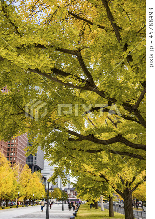 【紅葉　いちょう  東京駅】 45788493