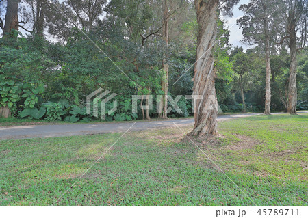 a big treee at the gold club a big treee at the gold club 45789711