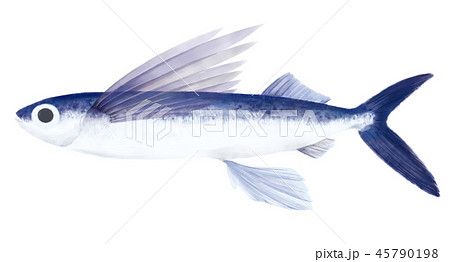 トビウオ トビウオ 45790198