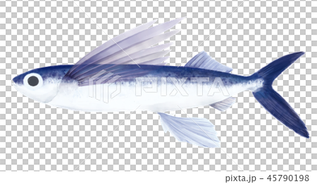 トビウオ トビウオ 45790198