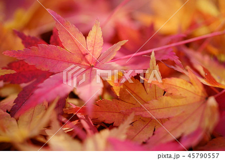 朝・こもれびの落葉18 朝・こもれびの落葉18 45790557