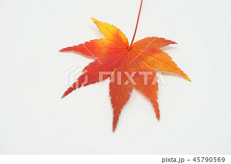 黄葉の紅葉室内撮り1 黄葉の紅葉室内撮り1 45790569