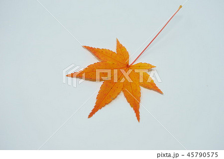 黄葉の紅葉室内撮り6 黄葉の紅葉室内撮り6 45790575