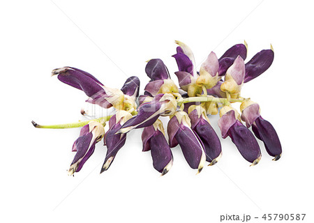 Mucuna pruriens isolated on white background 45790587